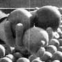  Melinda Vizcarra, co-owner of Becker Farms in Gasport, checks out the cider apples in 1983.