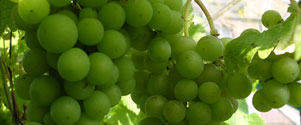 grapes